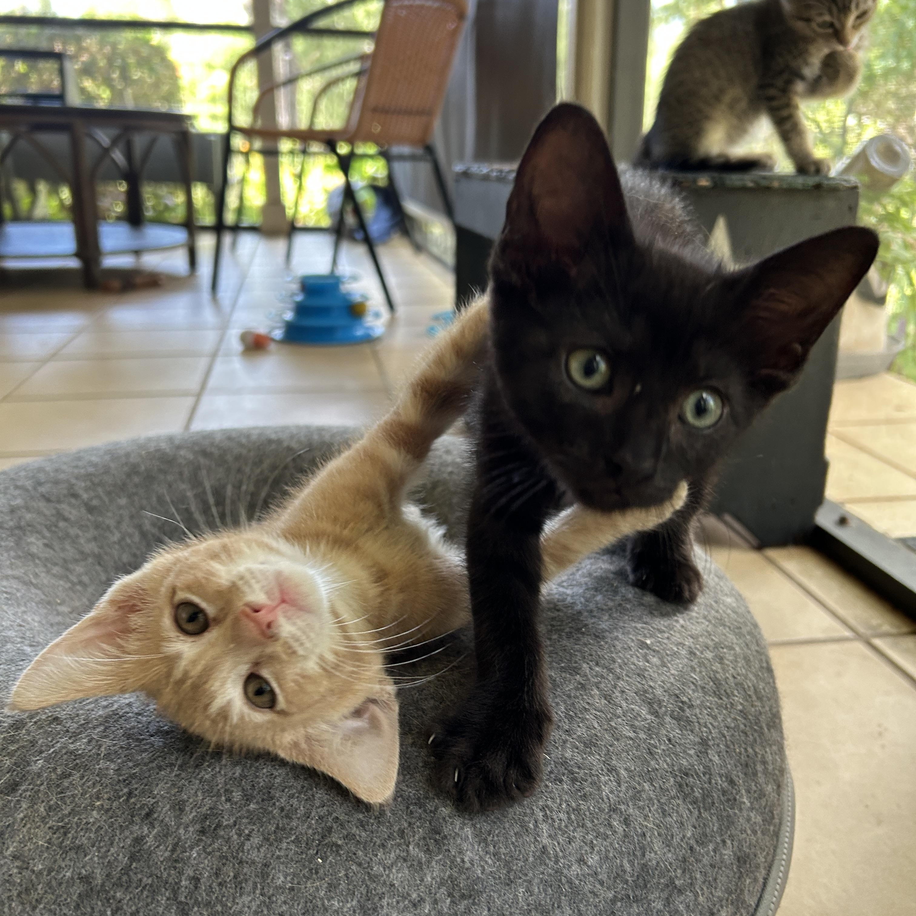 Cheese, an adoptable Tabby in Marble Falls, TX, 78654 | Photo Image 3