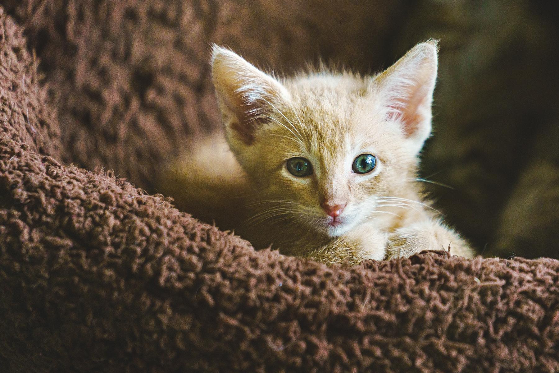 Cheese, an adoptable Tabby in Marble Falls, TX, 78654 | Photo Image 4