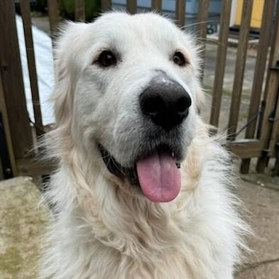 Frosty AKA Smooshface, ADOPTABLE, Adult Male Great Pyrenees.