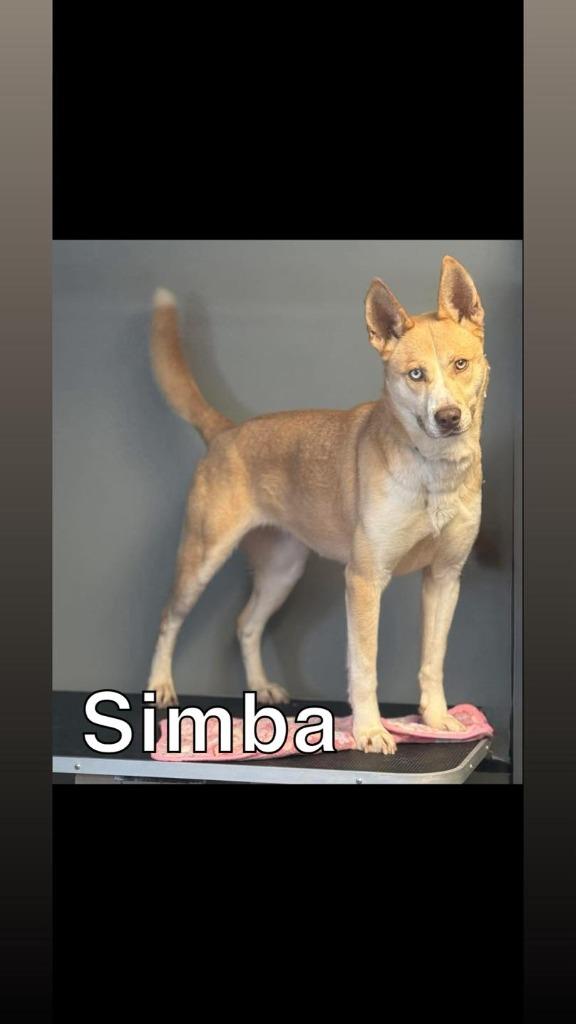 Simba, Adoptable, Young Female Husky.