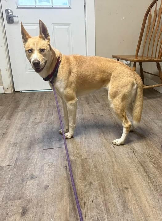 Enlarge Simba, a Adoptable Husky in Winchester, IN image 1/1