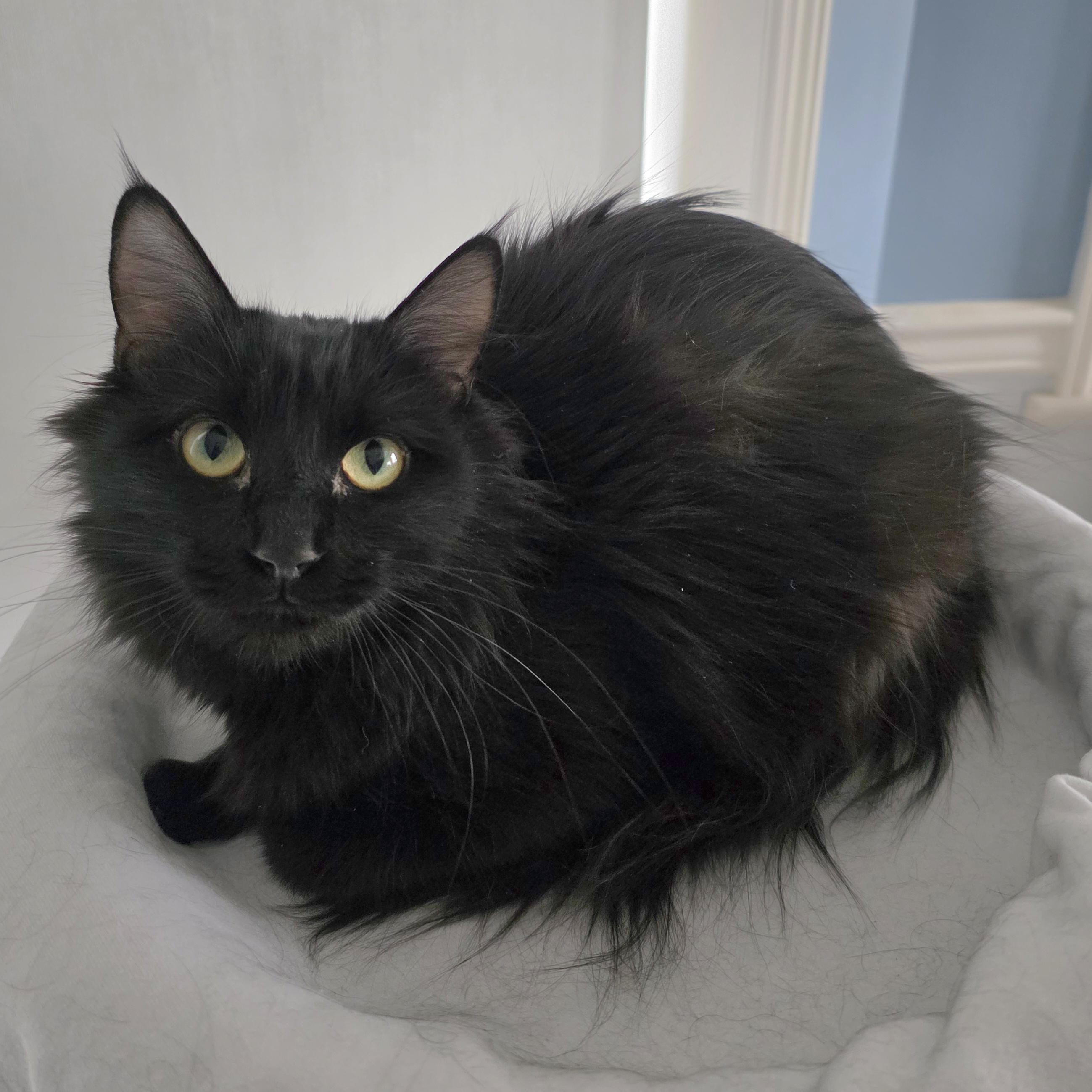 Nora, Adoptable, Young Female Domestic Medium Hair.