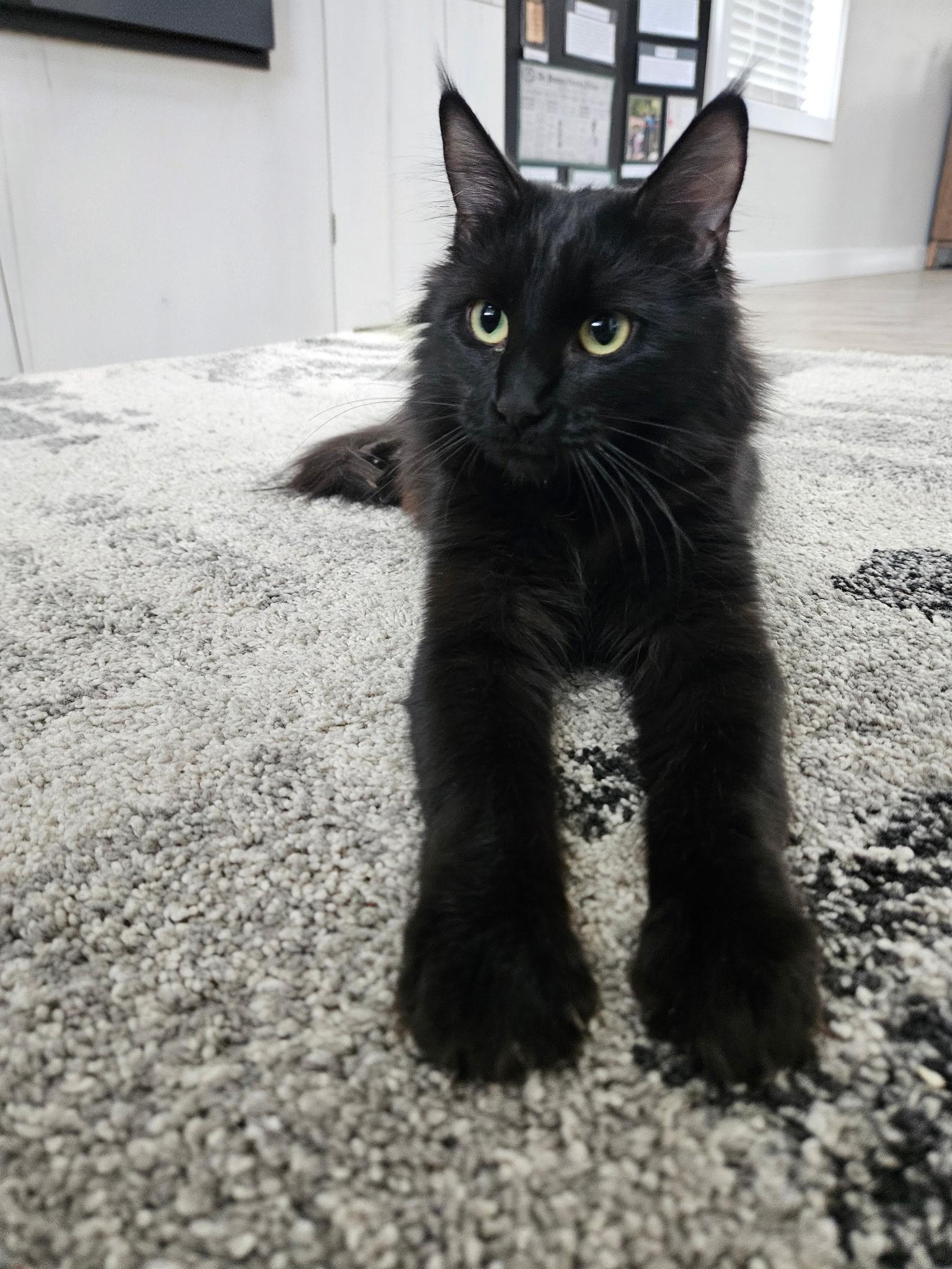 Enlarge Nora, a Adoptable Domestic Medium Hair in Kamloops, BC image 2/6