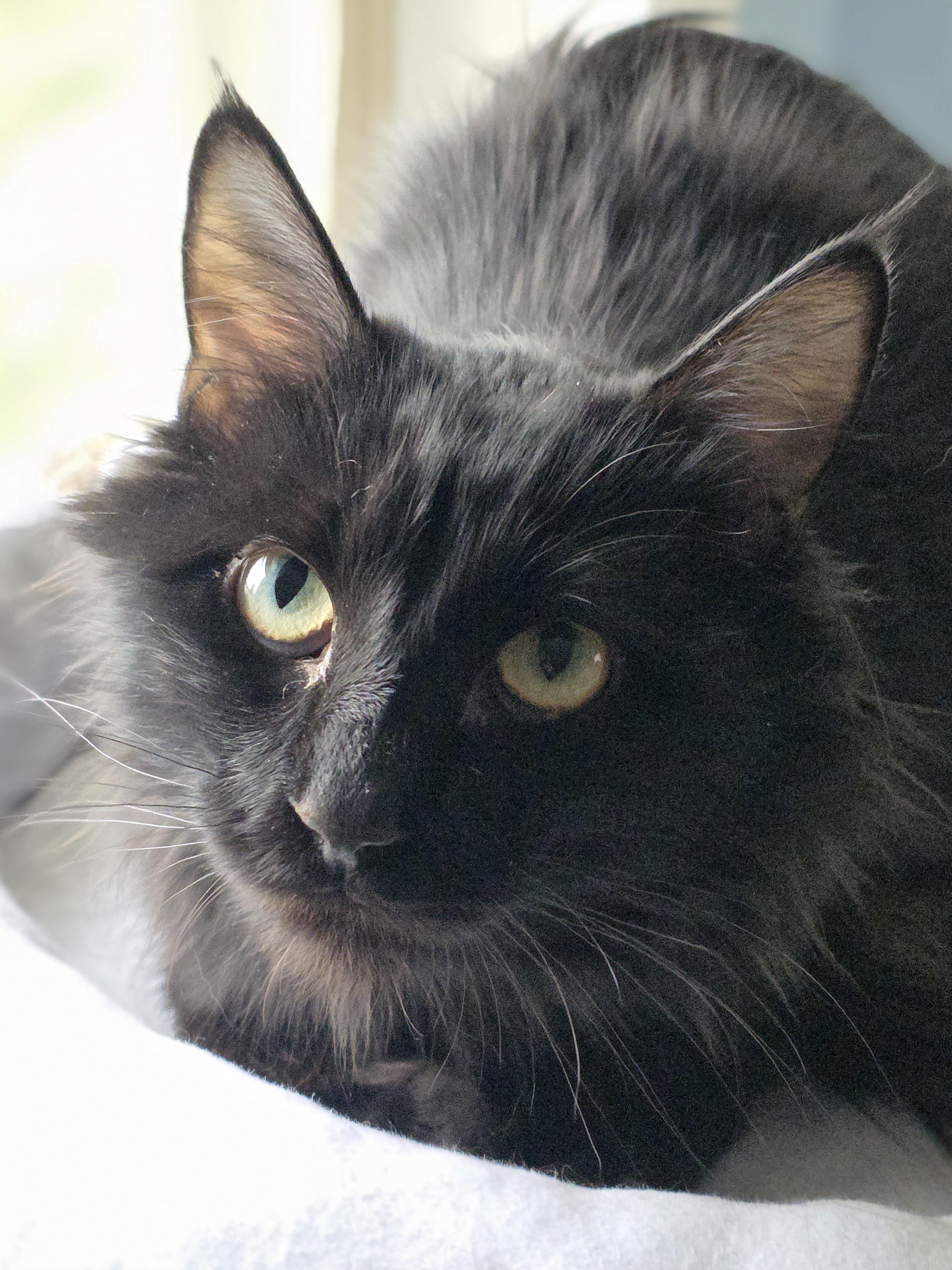 Enlarge Nora, a Adoptable Domestic Medium Hair in Kamloops, BC image 3/6