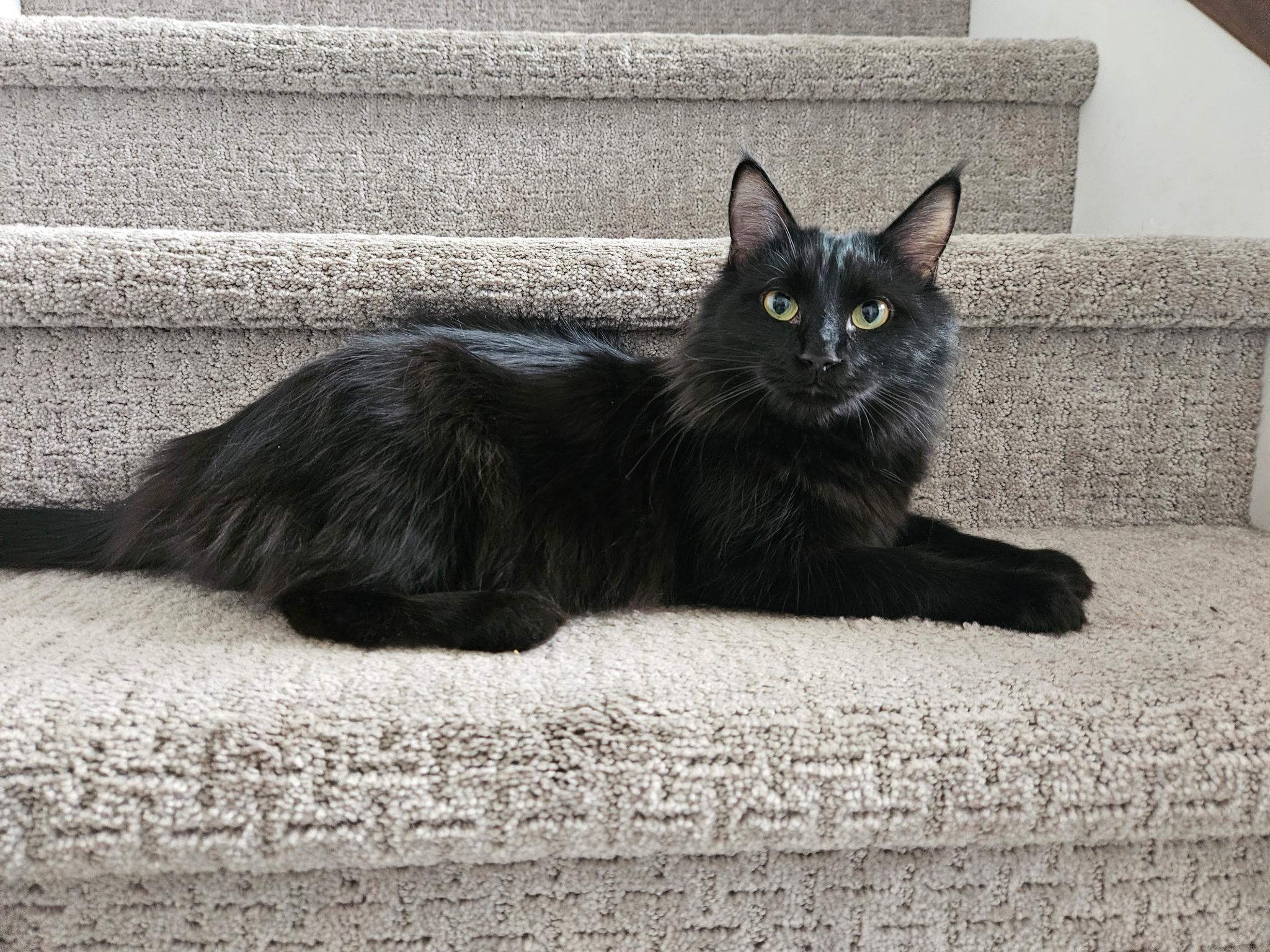 Enlarge Nora, a Adoptable Domestic Medium Hair in Kamloops, BC image 4/6