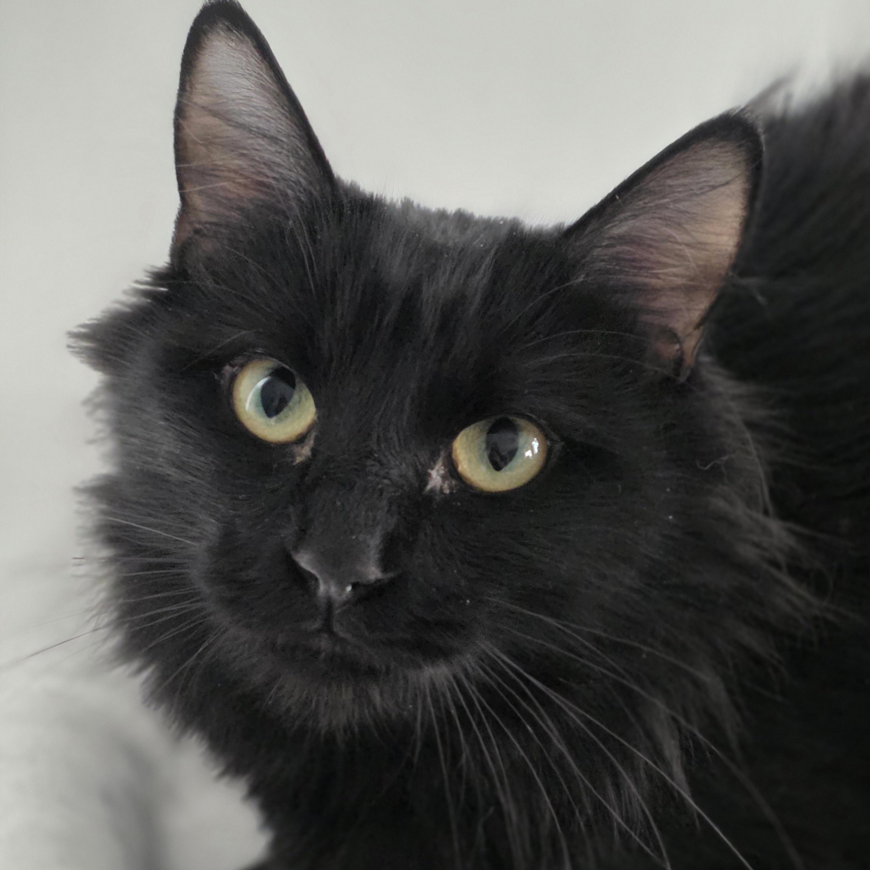 Enlarge Nora, a Adoptable Domestic Medium Hair in Kamloops, BC image 5/6