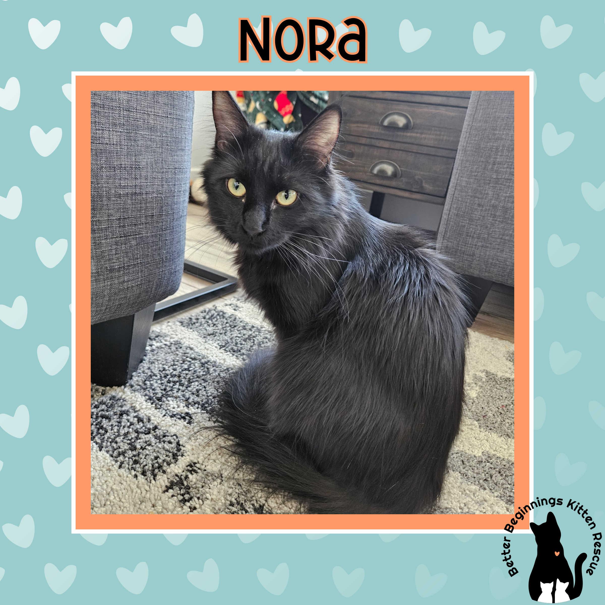 Enlarge Nora, a Adoptable Domestic Medium Hair in Kamloops, BC image 6/6