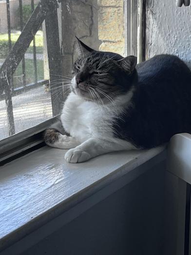 Susie — thumbnail 2