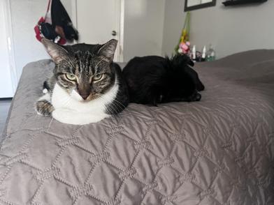 Susie — thumbnail 6