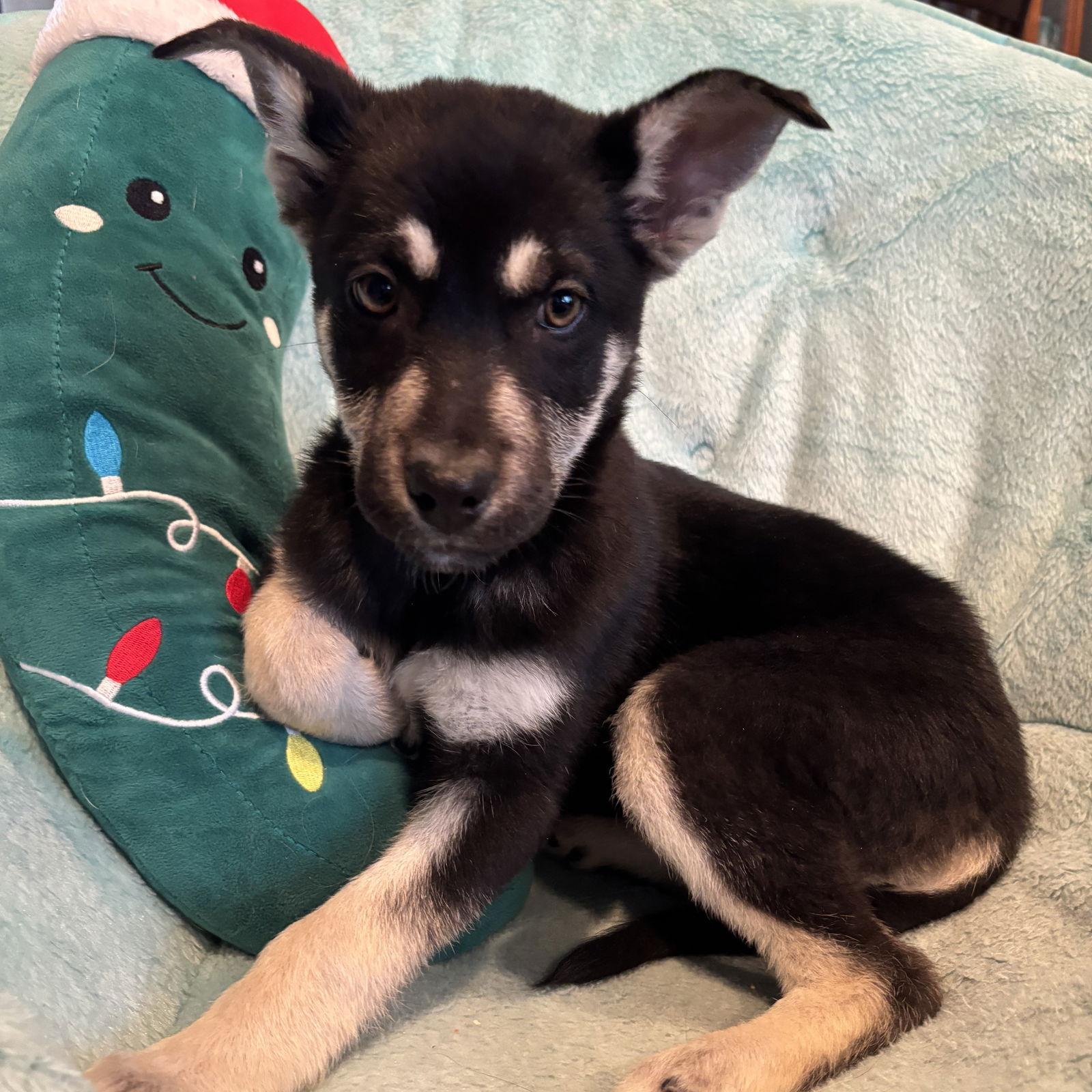 Fireball, a Adoptable Shepherd in Fargo, ND image 2/3