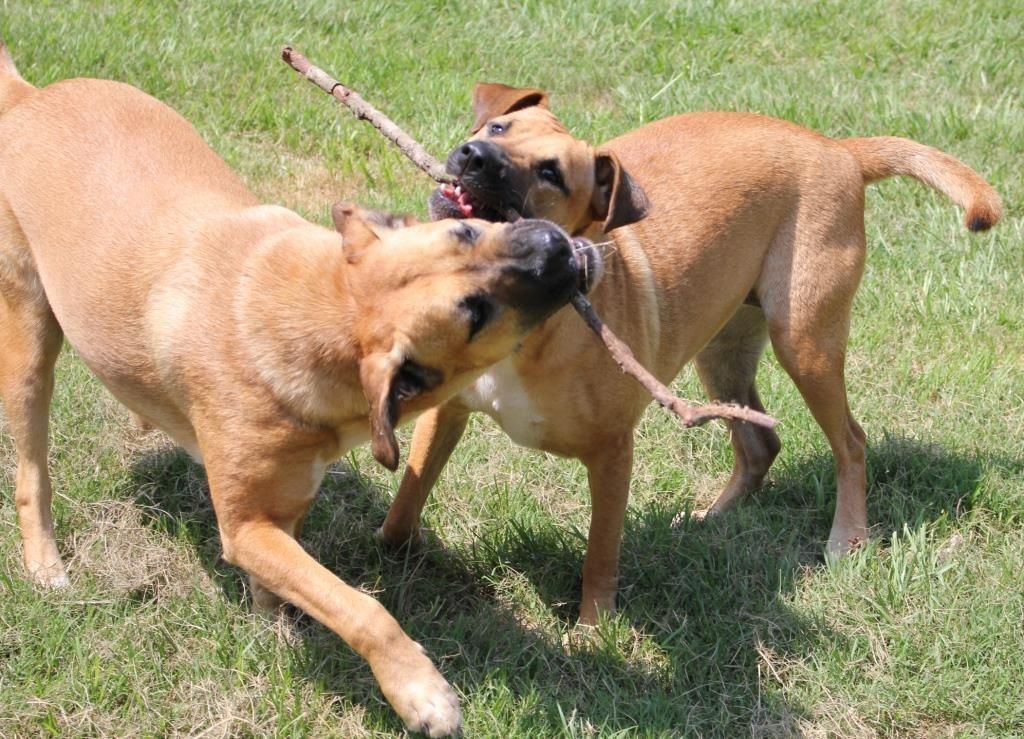 POPPY, a Adoptable mixed breed image 1/16