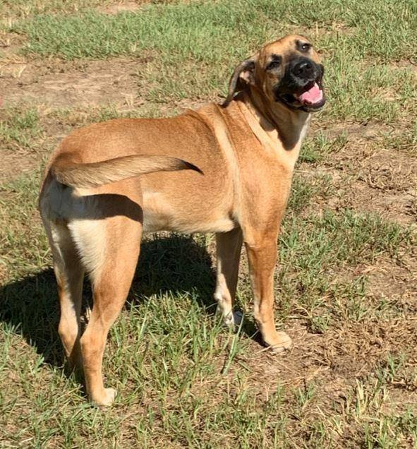 POPPY, a Adoptable mixed breed image 2/16