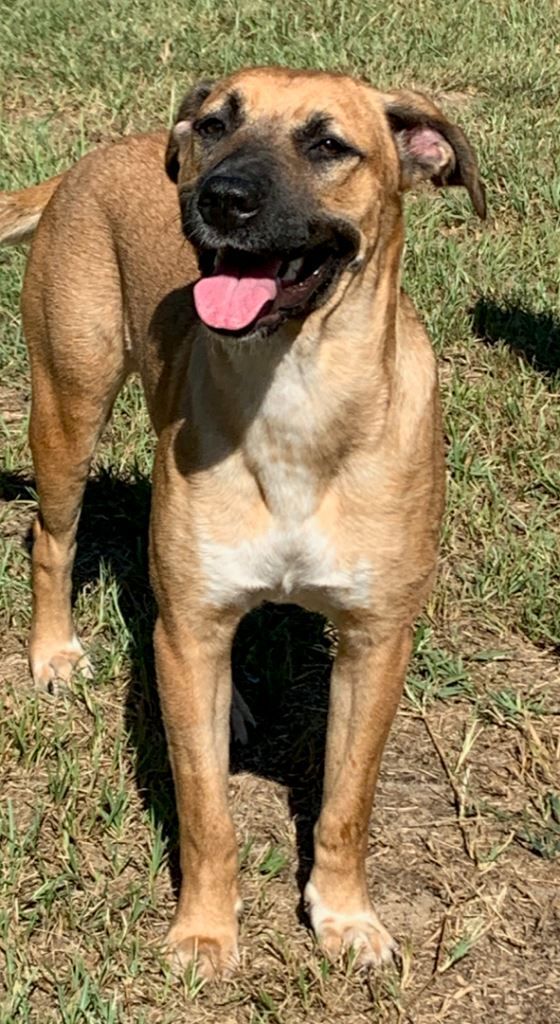 POPPY, a Adoptable mixed breed image 3/16