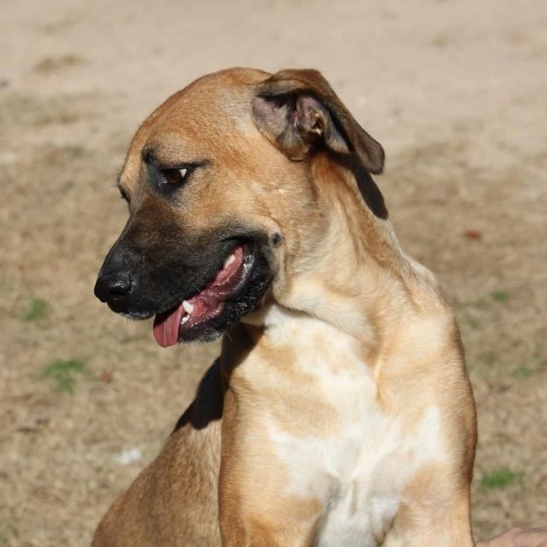 POPPY, a Adoptable mixed breed image 5/16