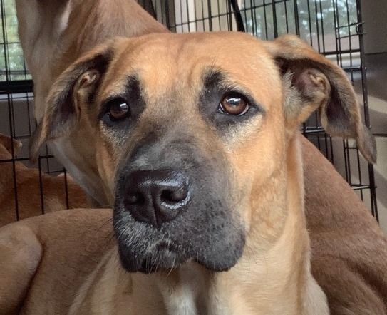 POPPY, a Adoptable mixed breed image 6/16