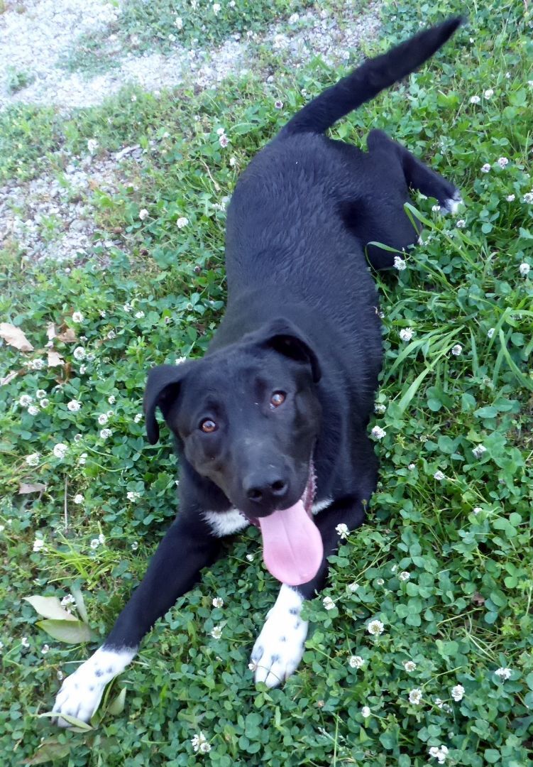 Benny, Senior Male Labrador Retriever