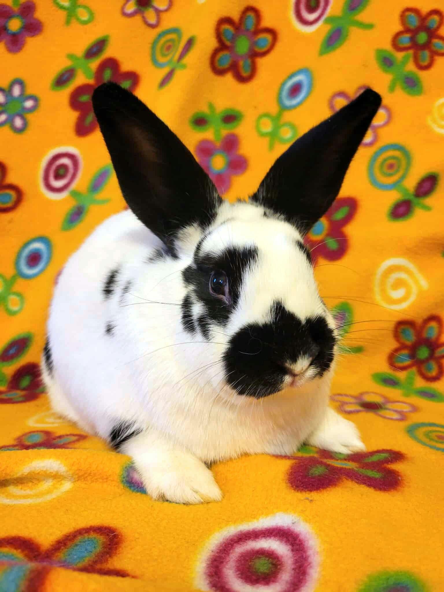 Hera, Adoptable, Adult Female Bunny Rabbit.