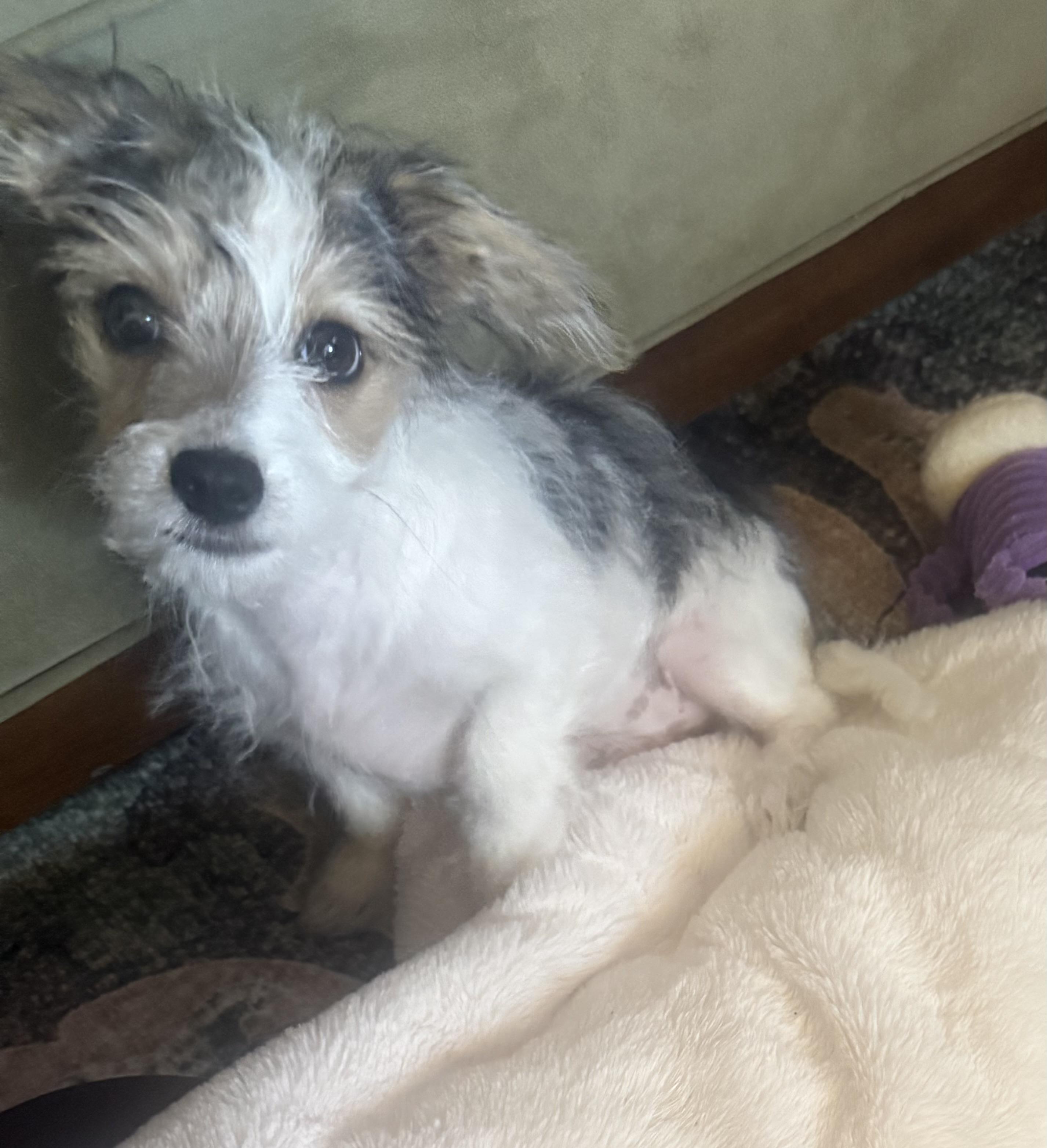 Joe, a ADOPTABLE mixed breed in Penryn, CA image 2/3