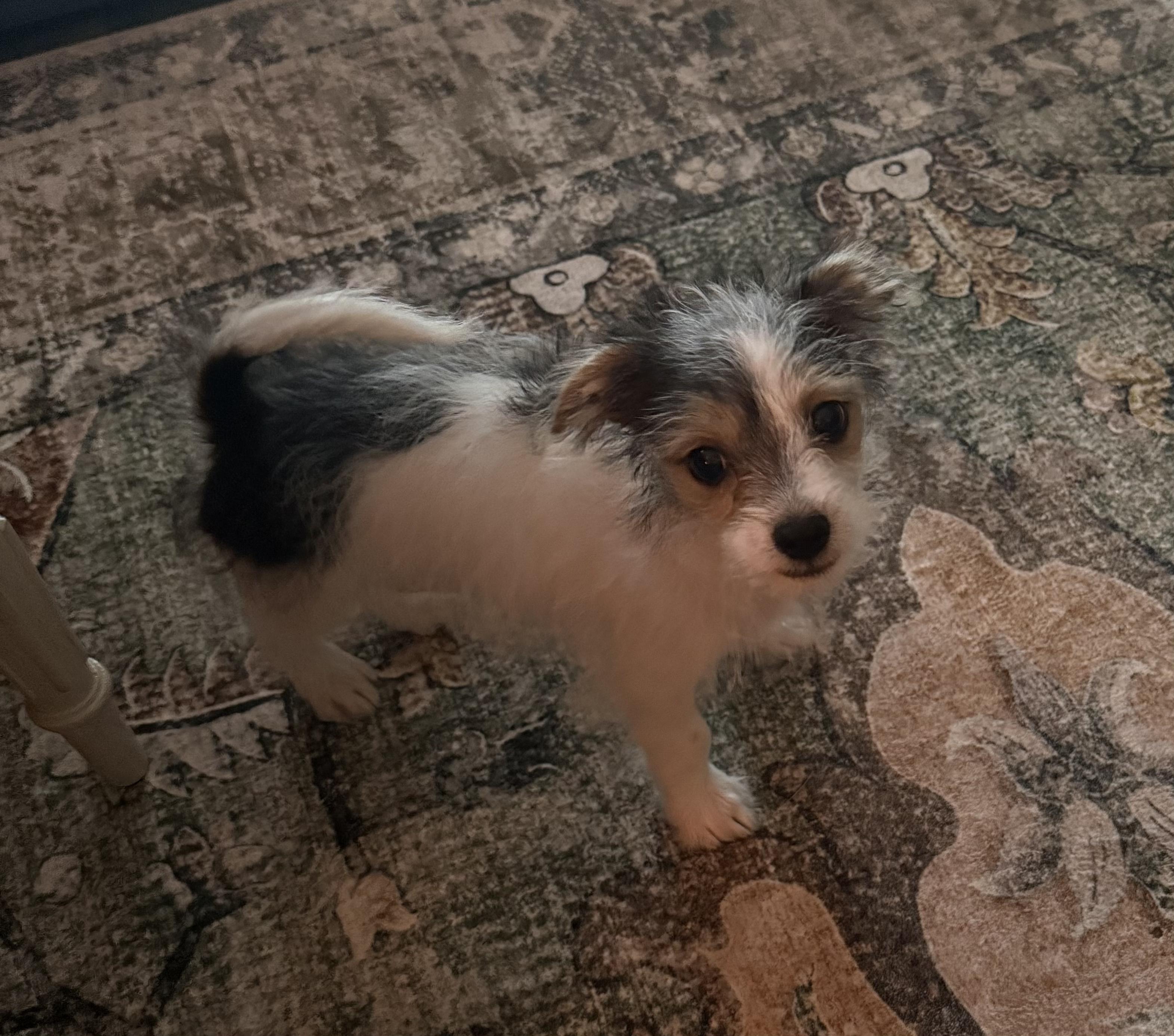 Joe, a ADOPTABLE mixed breed in Penryn, CA image 1/3