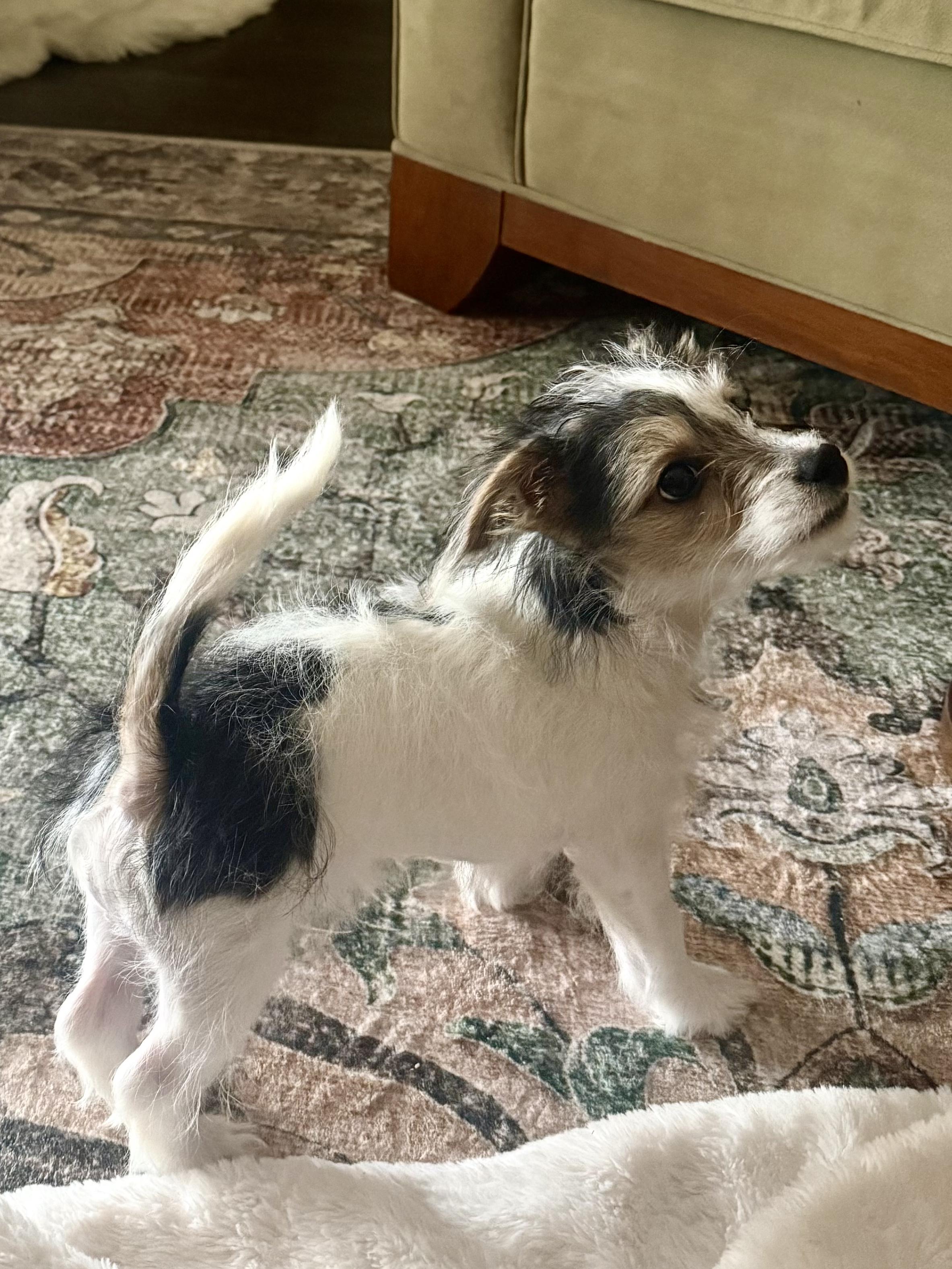 Joe, a ADOPTABLE mixed breed in Penryn, CA image 3/3