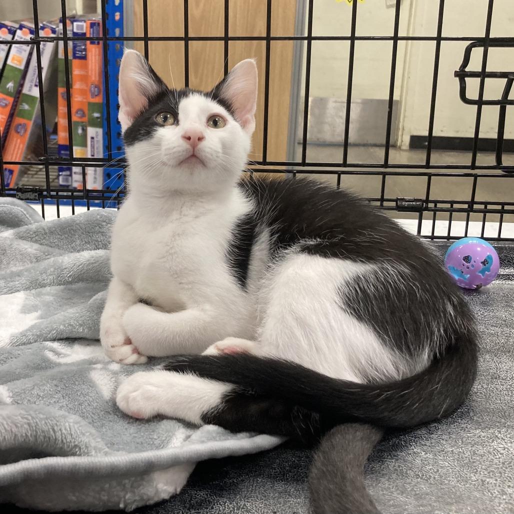 Enlarge Skipper, a Adoptable Domestic Short Hair in Springfield, IL image 1/1