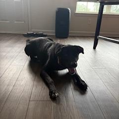 Enlarge Gus, a Adoptable mixed breed in Harrisonburg, VA image 1/6