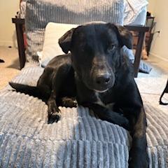 Enlarge Gus, a Adoptable mixed breed in Harrisonburg, VA image 2/6