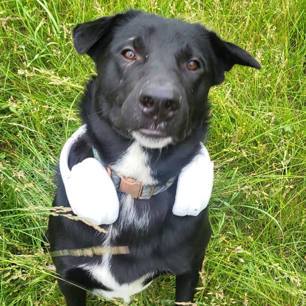 Enlarge Gus, a Adoptable mixed breed in Harrisonburg, VA image 3/6