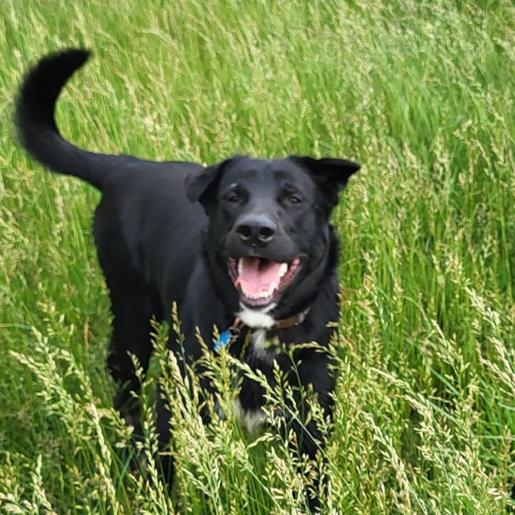 Enlarge Gus, a Adoptable mixed breed in Harrisonburg, VA image 5/6