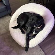 Enlarge Gus, a Adoptable mixed breed in Harrisonburg, VA image 6/6