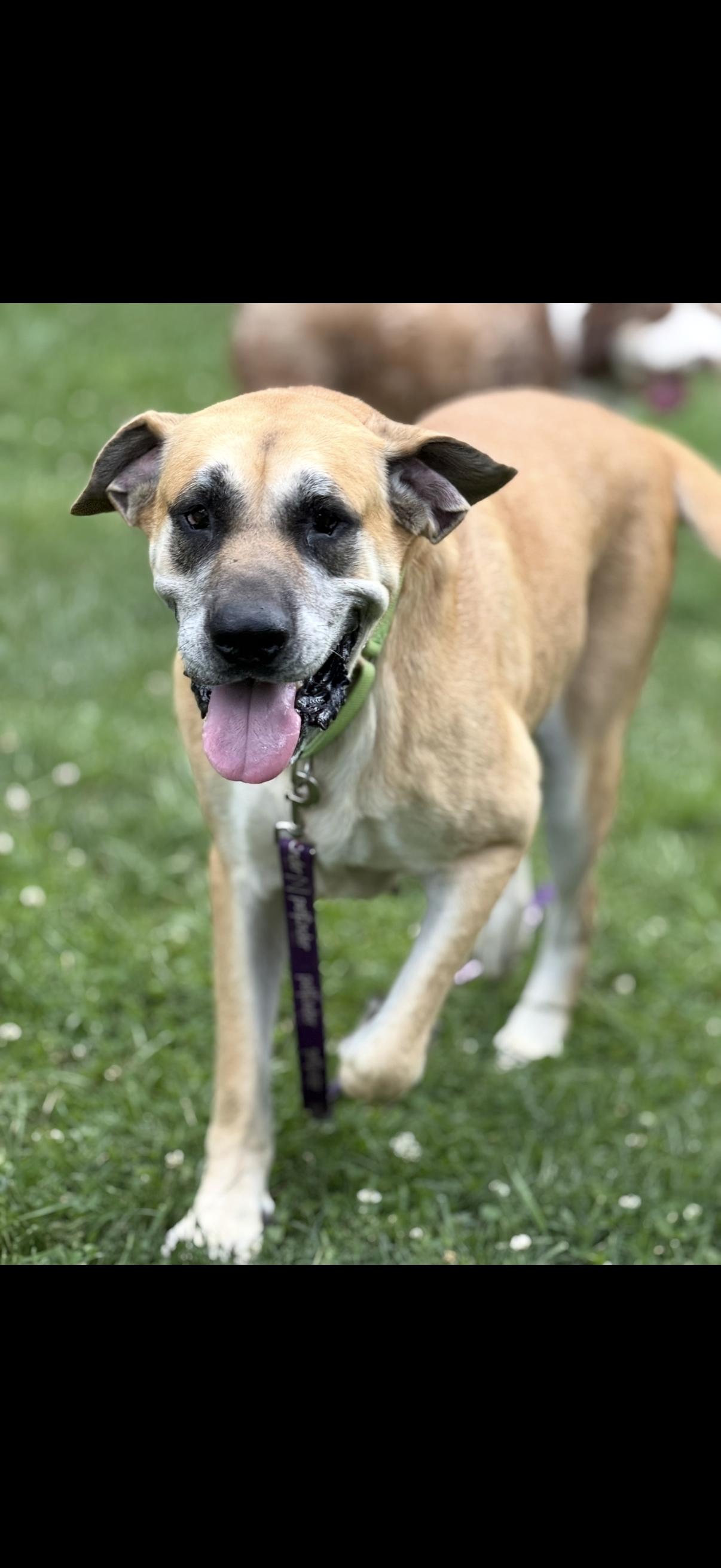 Enlarge Lucille, a ADOPTABLE mixed breed in Cleveland, OH image 1/6