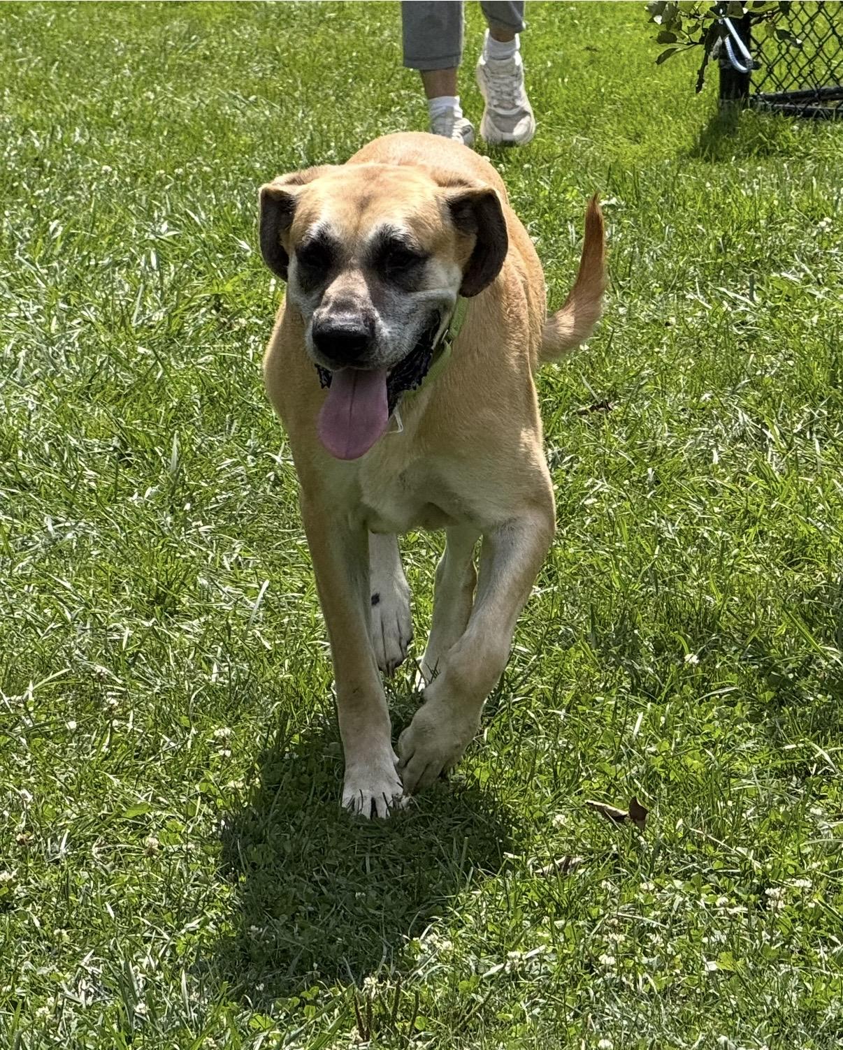 Enlarge Lucille, a ADOPTABLE mixed breed in Cleveland, OH image 2/6