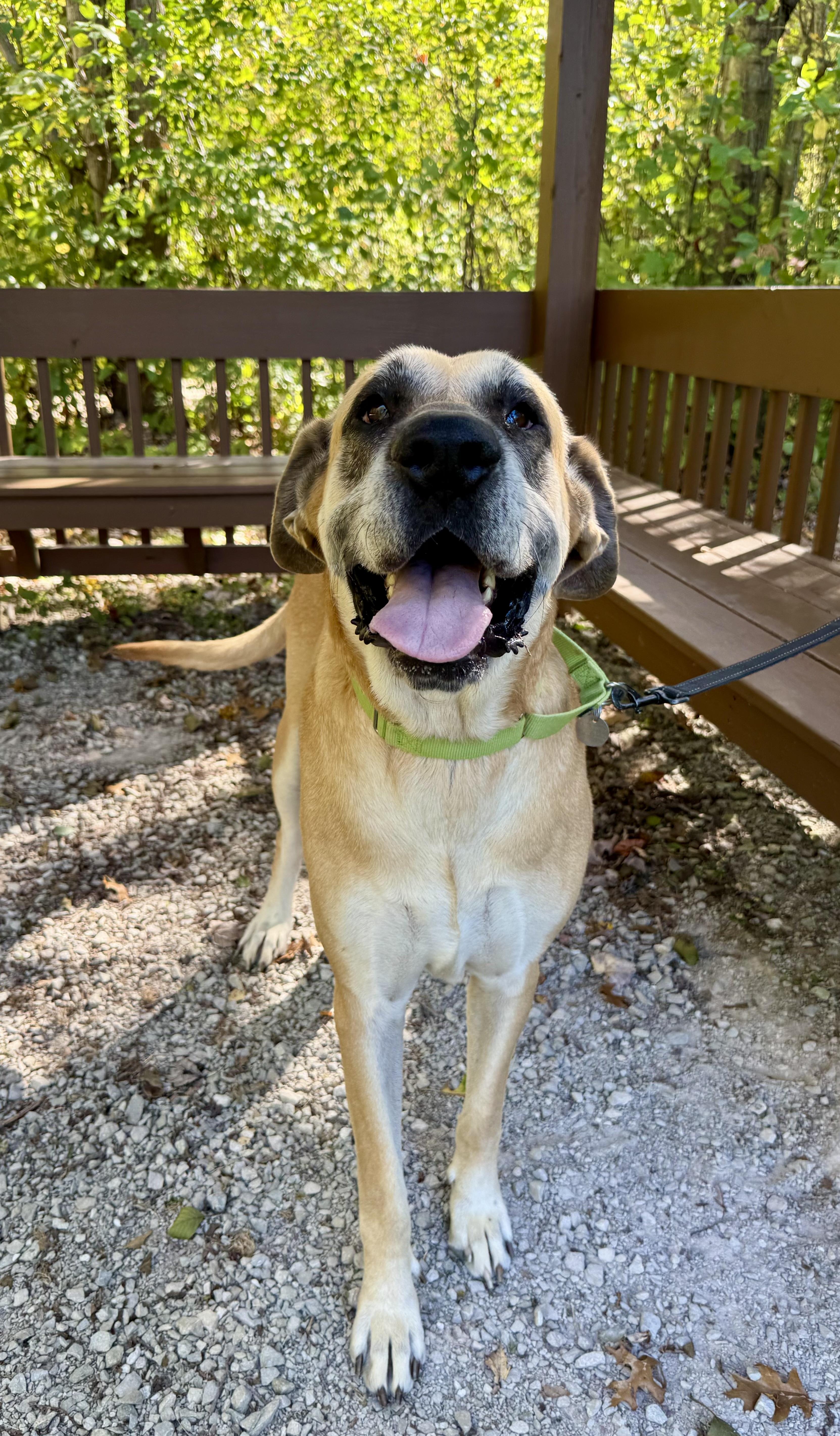 Lucille, Adoptable, Adult Female Great Dane.
