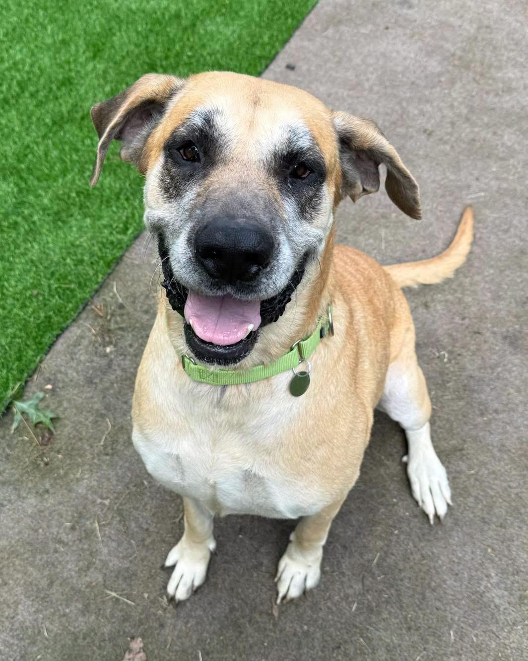 Enlarge Lucille, a ADOPTABLE mixed breed in Cleveland, OH image 3/6