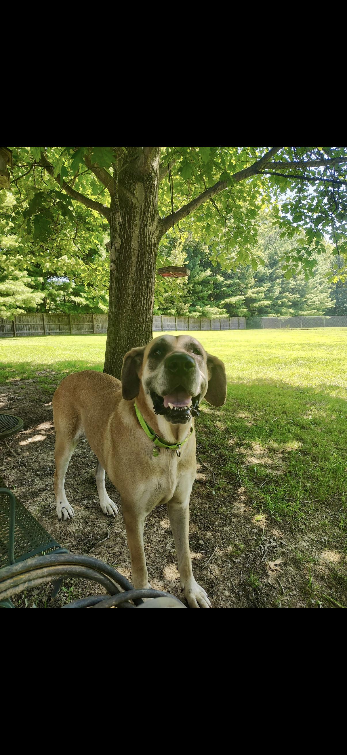 Enlarge Lucille, a ADOPTABLE mixed breed in Cleveland, OH image 6/6