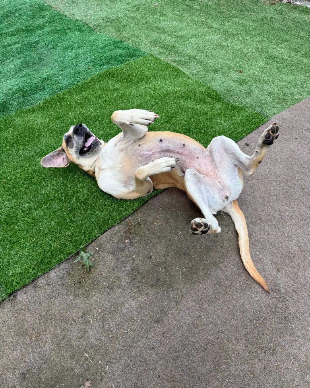 Enlarge Lucille, a ADOPTABLE mixed breed in Cleveland, OH image 5/6