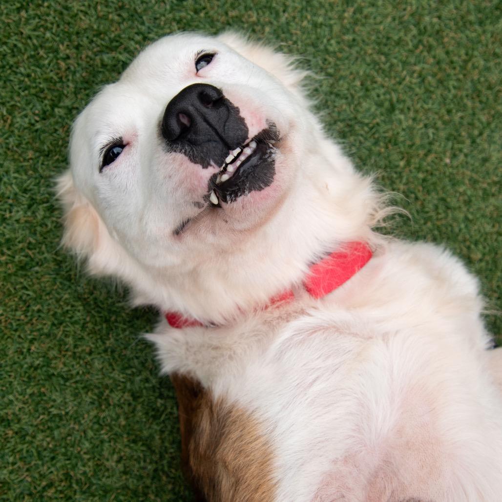 Johnny Boy, a Adoptable mixed breed in Parkersburg, WV image 1/5