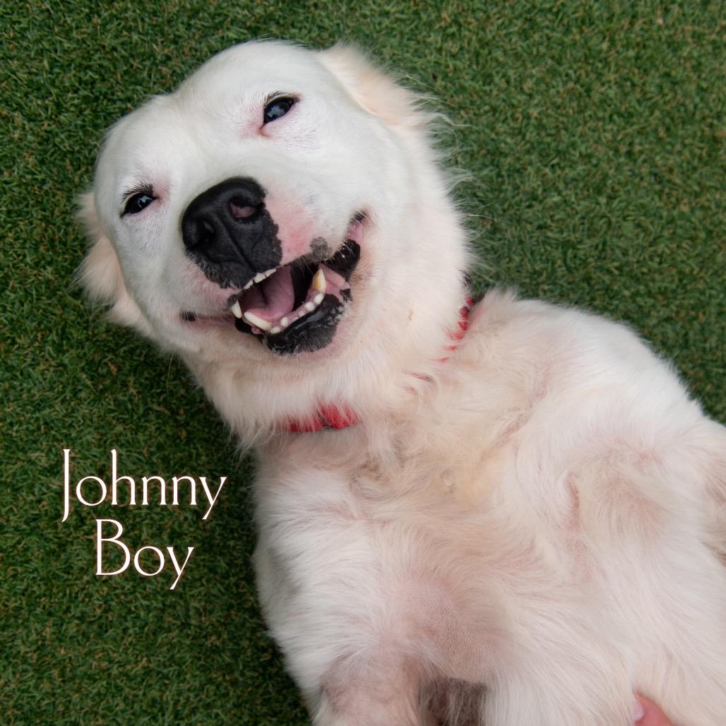 Johnny Boy, a Adoptable mixed breed in Parkersburg, WV image 2/5