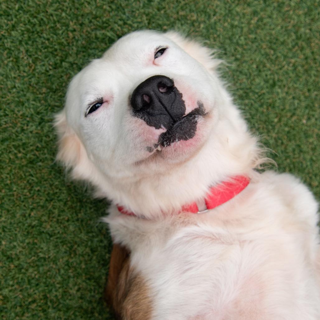 Johnny Boy, a Adoptable mixed breed in Parkersburg, WV image 3/5