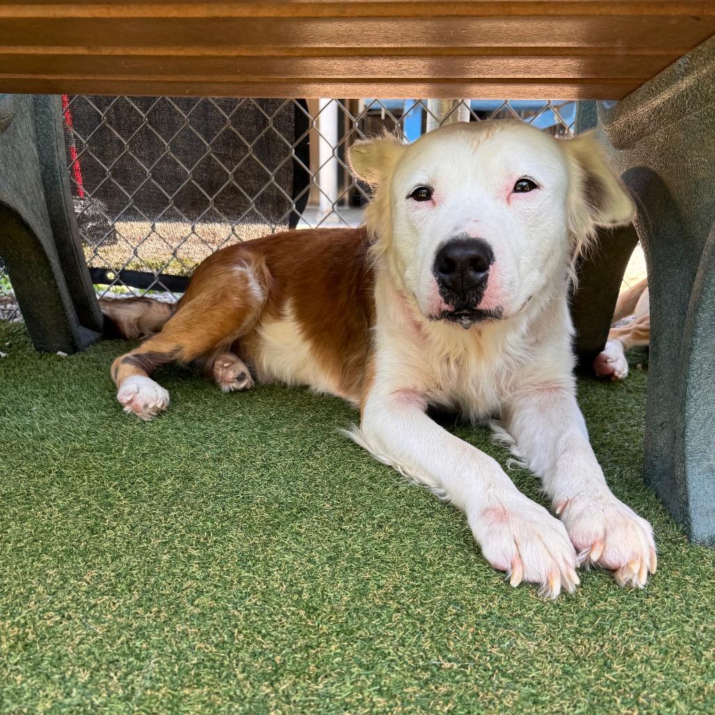 Johnny Boy, a Adoptable mixed breed in Parkersburg, WV image 4/5