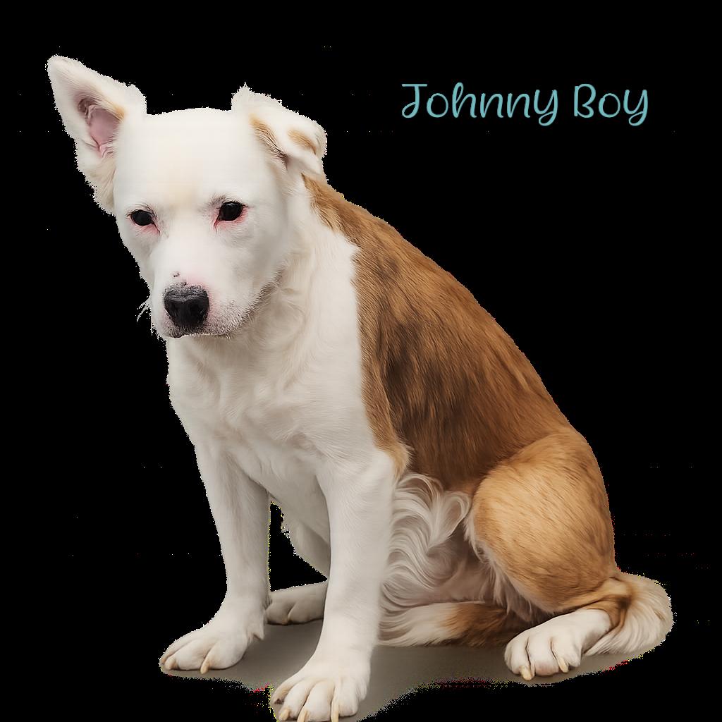 Johnny Boy, a Adoptable mixed breed in Parkersburg, WV image 5/5
