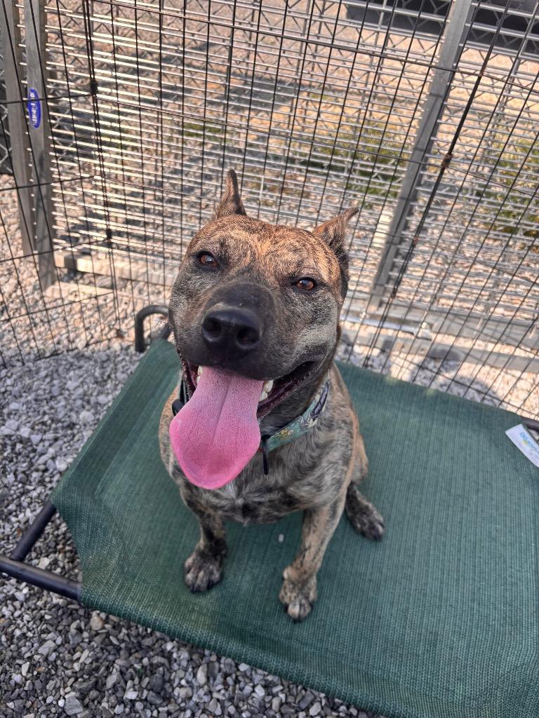 John Cooper, Adoptable, Young Male Pit Bull Terrier.
