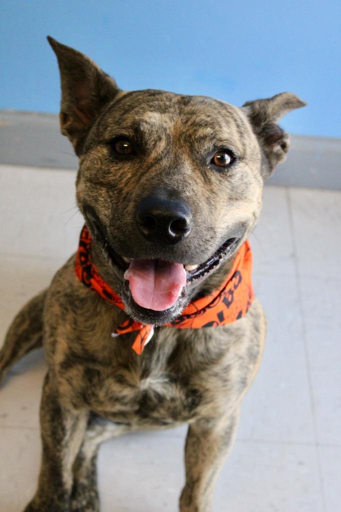 John Cooper, a Adoptable Pit Bull Terrier in Morgantown, KY image 2/2
