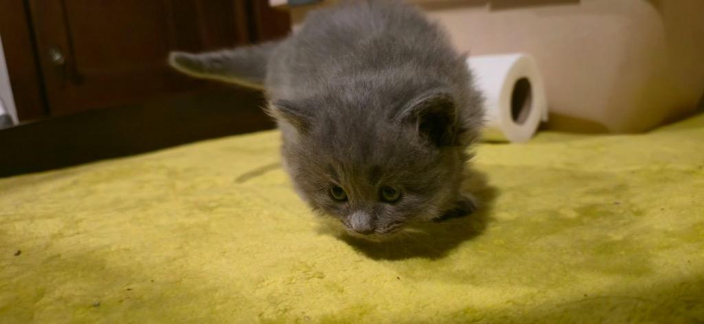 Pheobe, Adoptable, Kitten Female Domestic Short Hair.