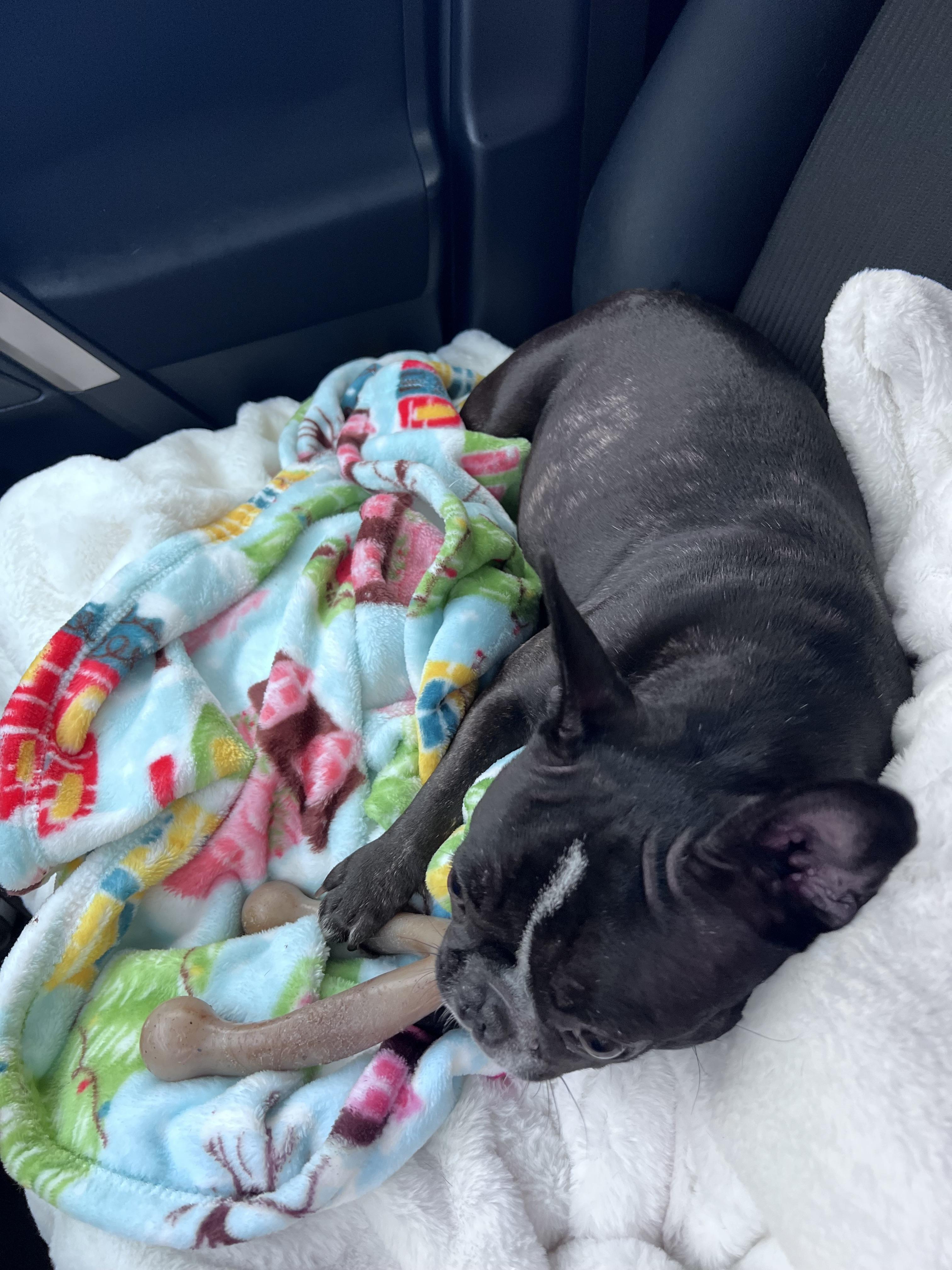 Enlarge Luna, a ADOPTABLE French Bulldog in modesto, CA image 1/1