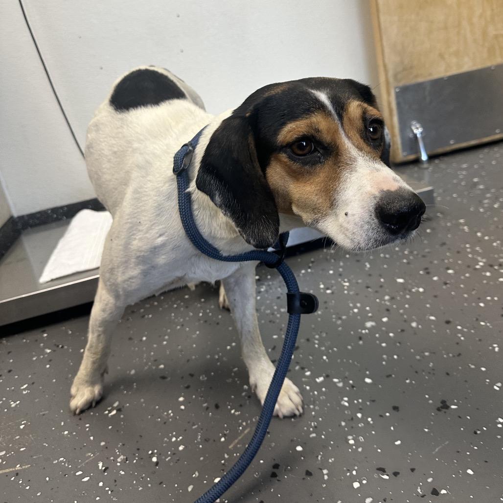 Sangria *AVAILABLE IN FOSTER*, Adoptable, Senior Female Mixed Breed.