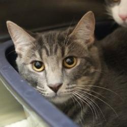 Enlarge Kronk, a Adoptable Domestic Short Hair in Coachella, CA image 1/2