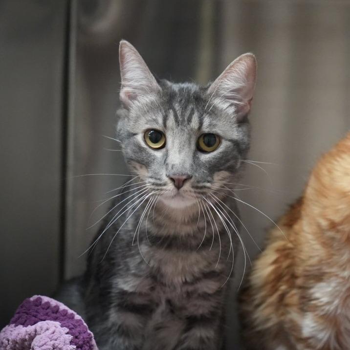 Enlarge Kronk, a Adoptable Domestic Short Hair in Coachella, CA image 2/2