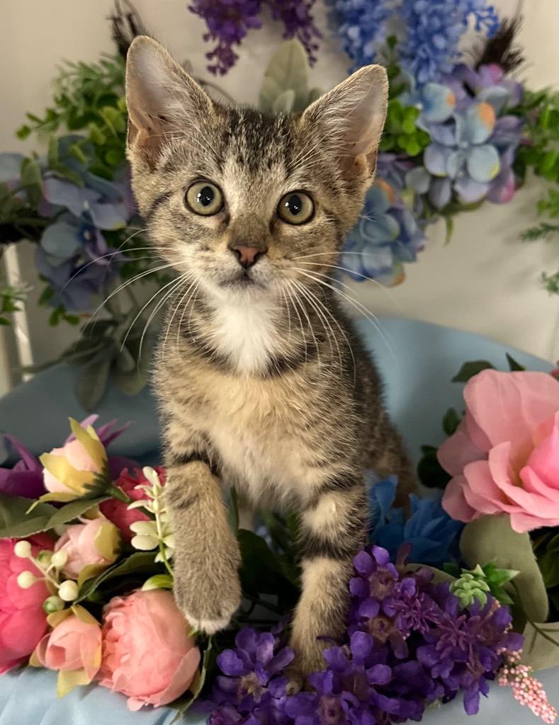 Enlarge 6/7/25 - Rollie Pollie, a Adopted mixed breed in Stillwater, OK image 1/1