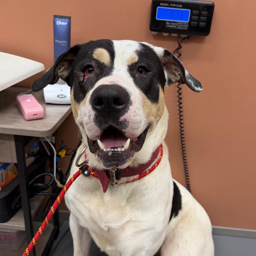 Enlarge Pot Roast, a Adoptable mixed breed in Detroit Lakes, MN image 1/2